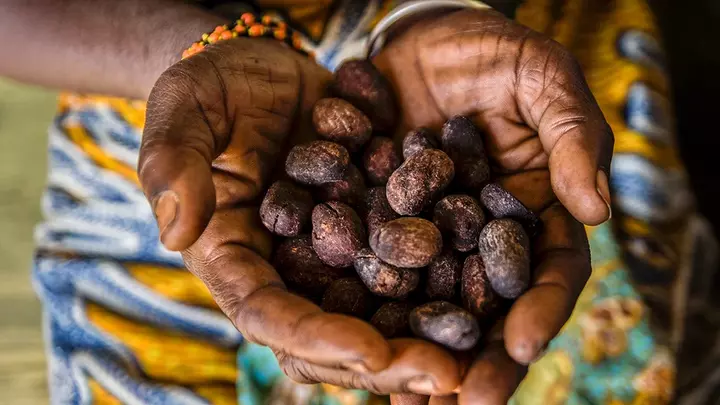 An African woman's hands holding shea nuts for shea butter production